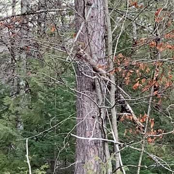 Snitchmunk on the loose!!