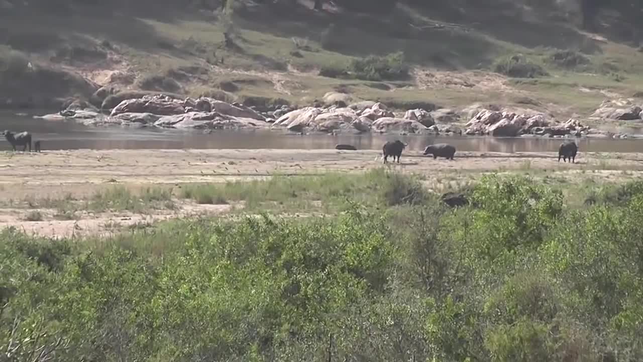 Lions Attack Buffalo Lion Kills Baby Buffalo Calf Animal Attack