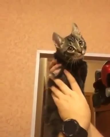 The cat behaves like an owl