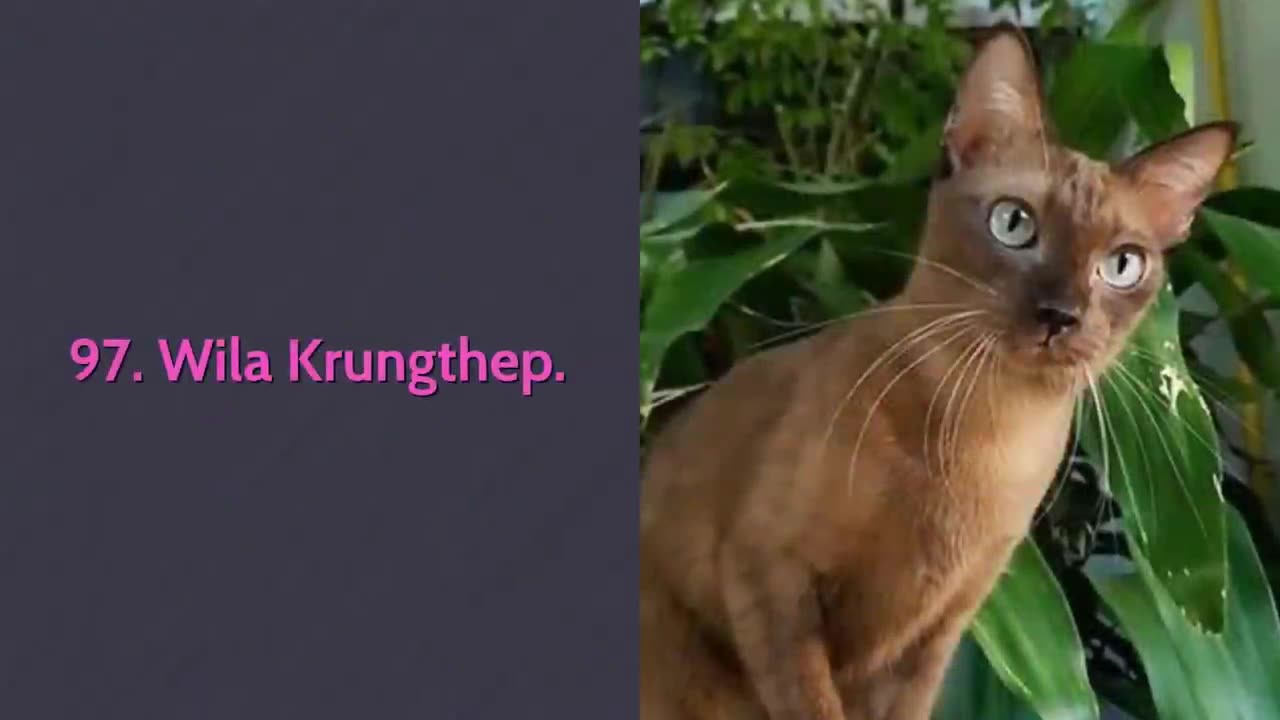 🐈 All Cat Breeds A-Z With Pictures! (all 98 breeds in the world)