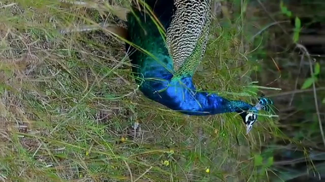 Wildlife's & Funs