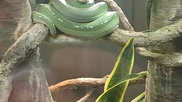 Snake hiccups?