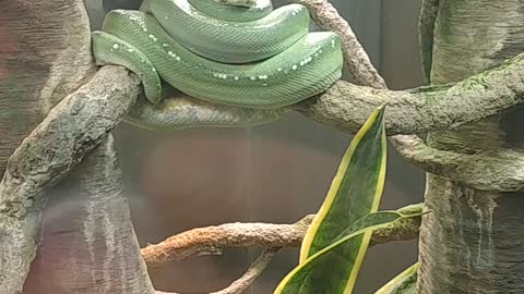 Snake hiccups?