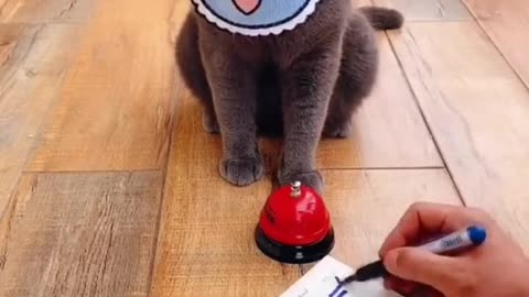 smart cat challenge | oriental genius cats