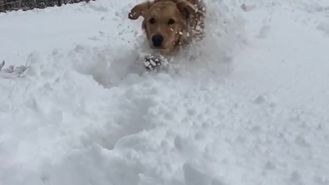 Golden retriever dog runs in the snow