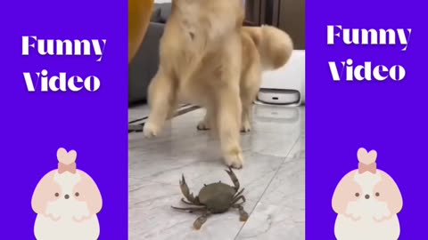 Cats and Dogs in Hilarious Situations