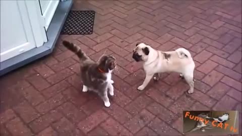 Cats and Dogs Meeting Each other For The First Time