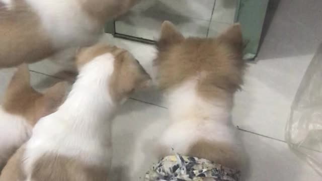 Dogs See Their Mirror Twins