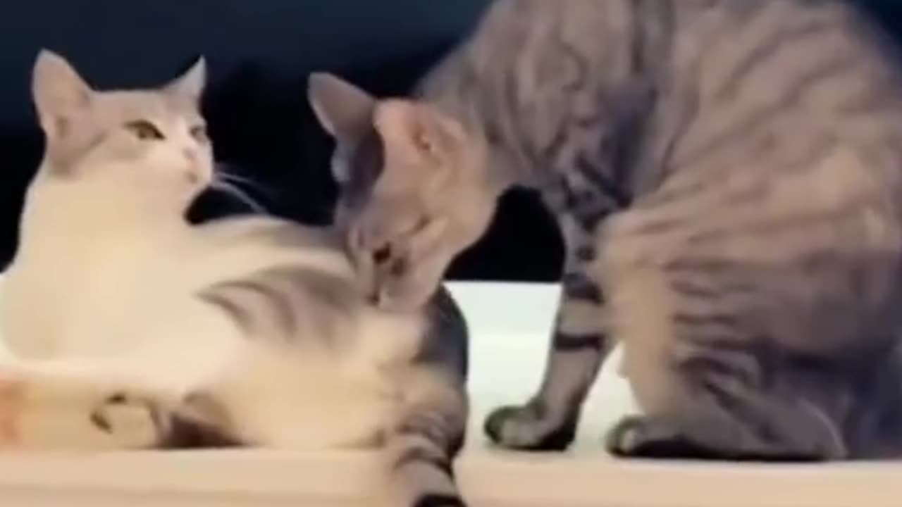 Silly Cats Unleashed : Episode #4