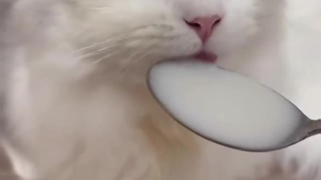 #kitty#cateating#catfood#scottishfold