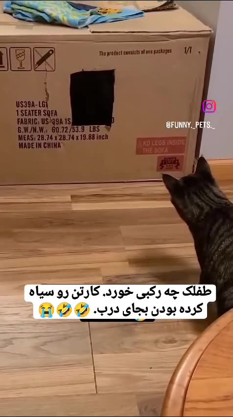 Why would the owner do this to the poor cat? Look how it hits its head on the fake door! 😂😿