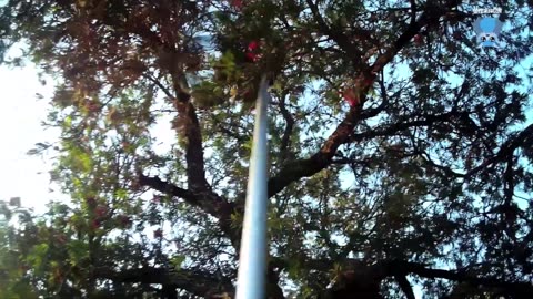 Rescuing a baby flying-fox on powerlines this is Iced VoVo