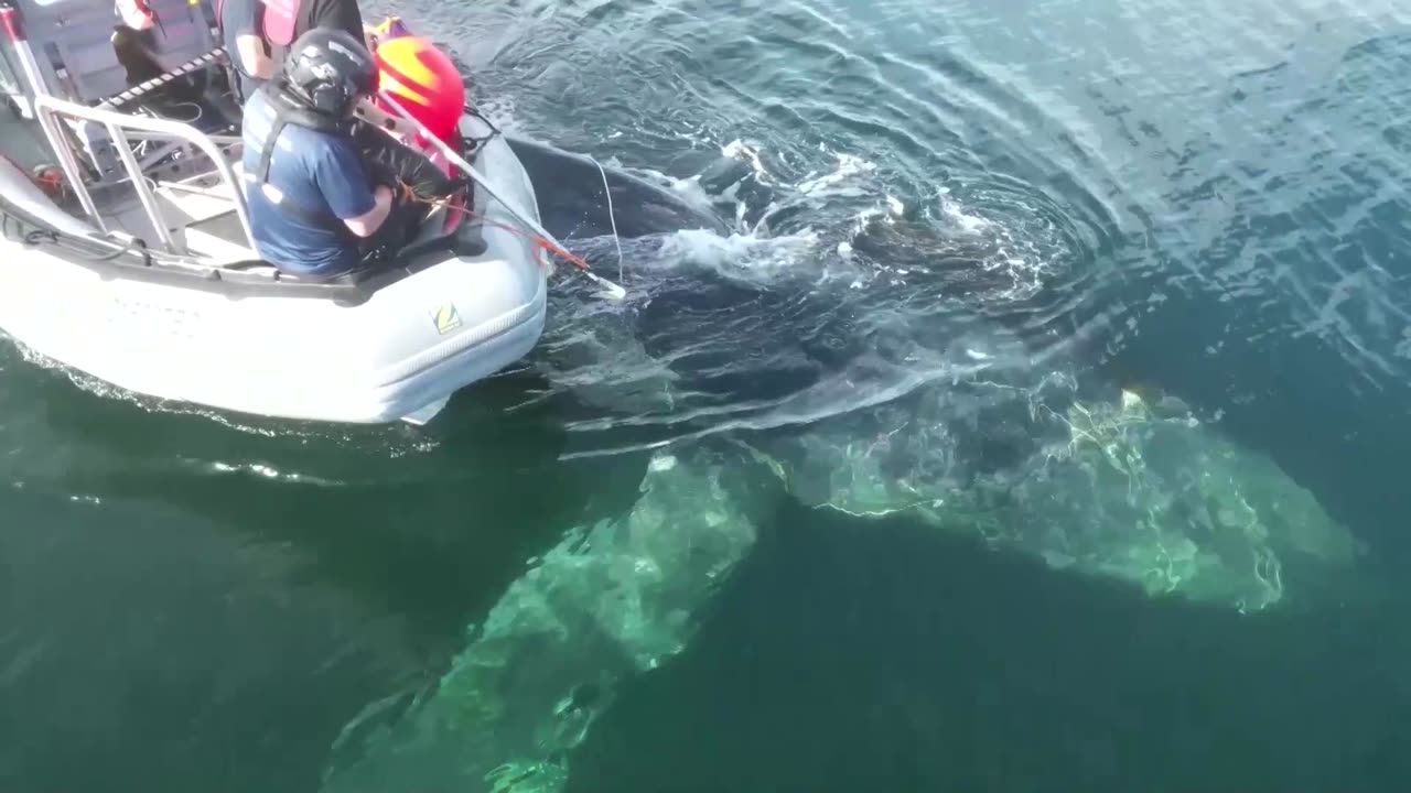 Severely entangled whale freed from fishing ropes in Canada