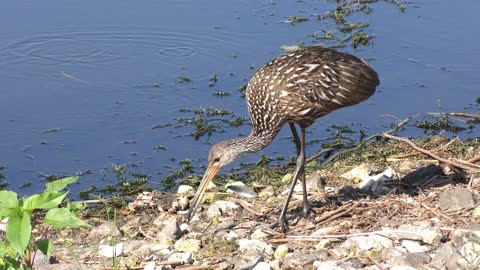 Limpkin feeds on mussel near lake