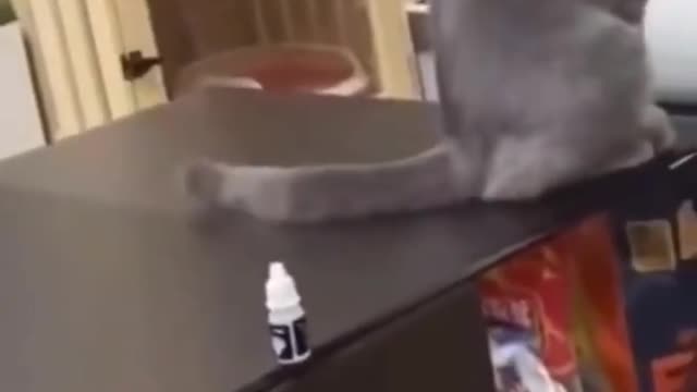 Cat acting