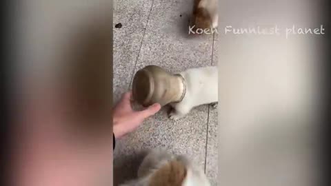 New Funny Animals 😅 Funniest Dogs And Cats Videos 2023🐶😺 #7 Koen Funniest planet