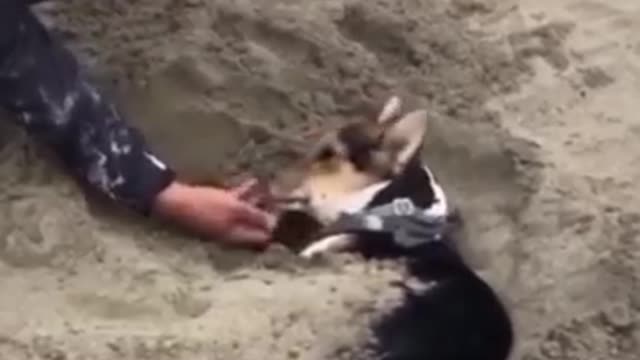 Dogs Engaging in Amusing Behaviours Tik Tok Compilation of the Cutest Puppies Fluppy