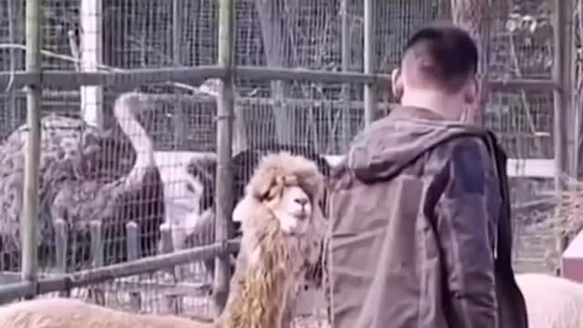 Can't stop laughing animals 🐈😺 Cute #48💋🥺