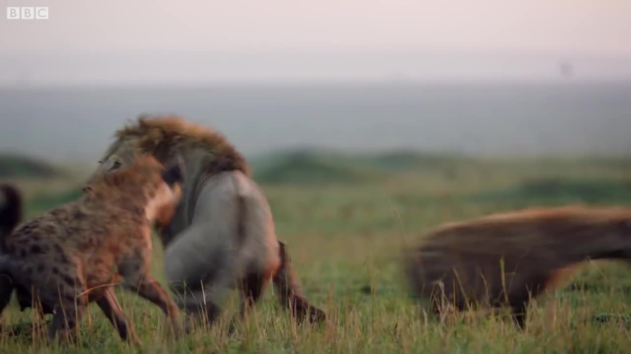 Hungry hyenas attacked Lion