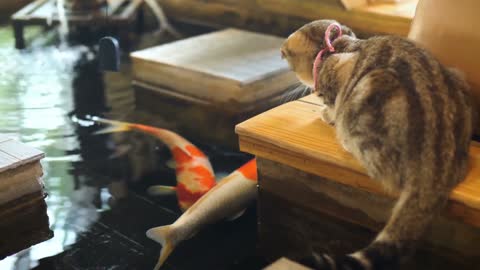 A Cat Watching 2 Koi Fish - Are the cat thinking when can eat them? LOL