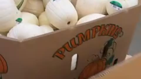 Pumpkins