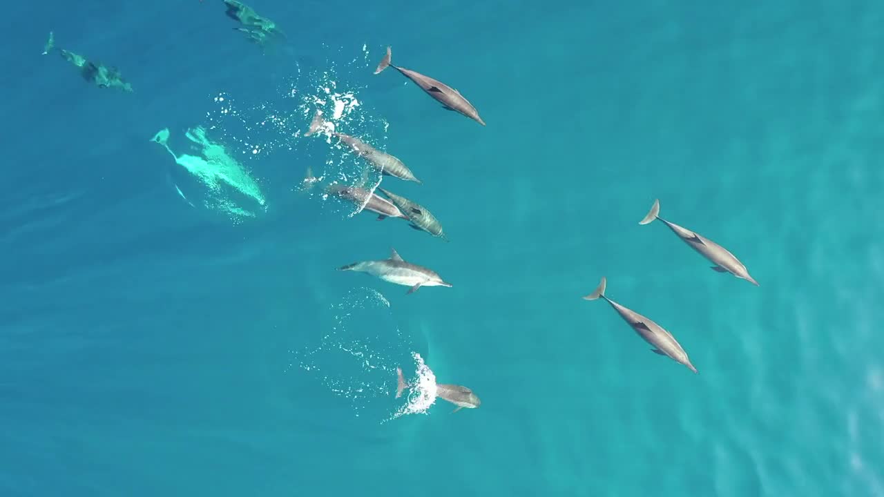 Aerial view of a group of dolphins in Baa Atoll, Maldives