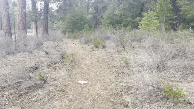 End of Hike, Returning to East Metolius River Trailhead – Central Oregon – 4K