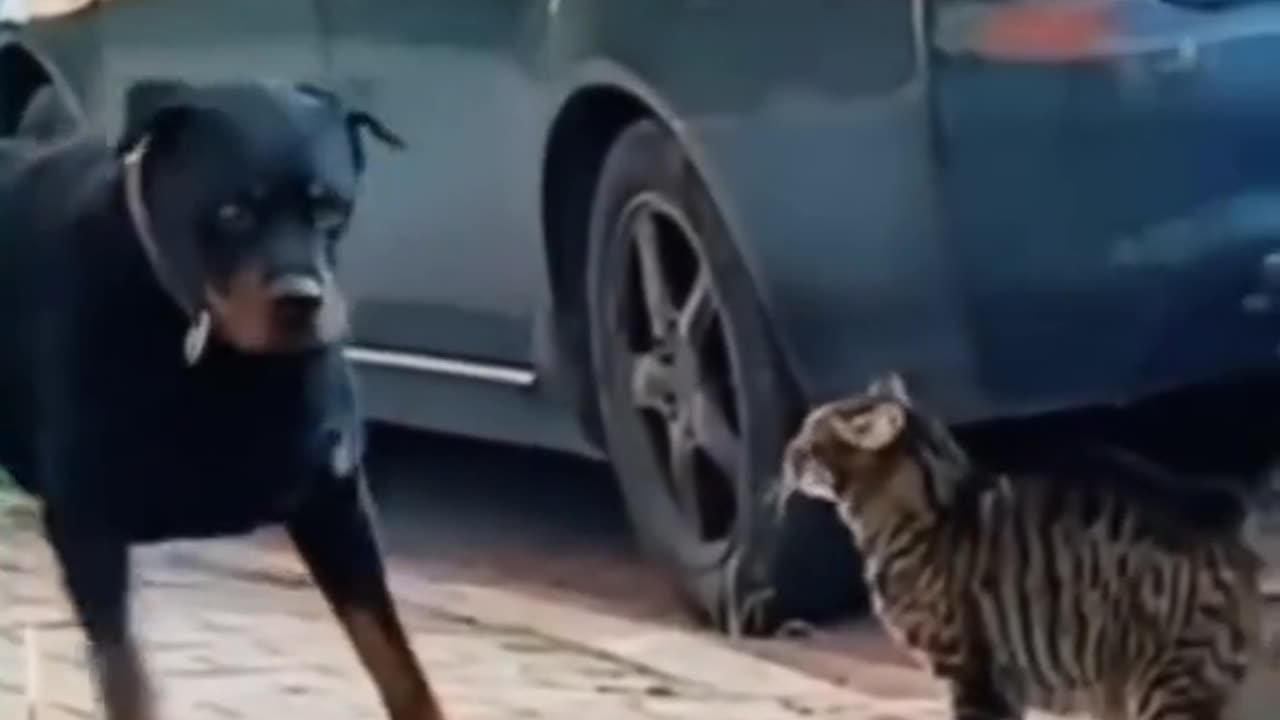 The biggest battle of cats against dogs on the planet #cats #dogs