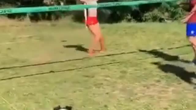 Clever Dog playing volleyball with human