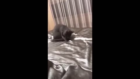 Funny Dogs and Cats