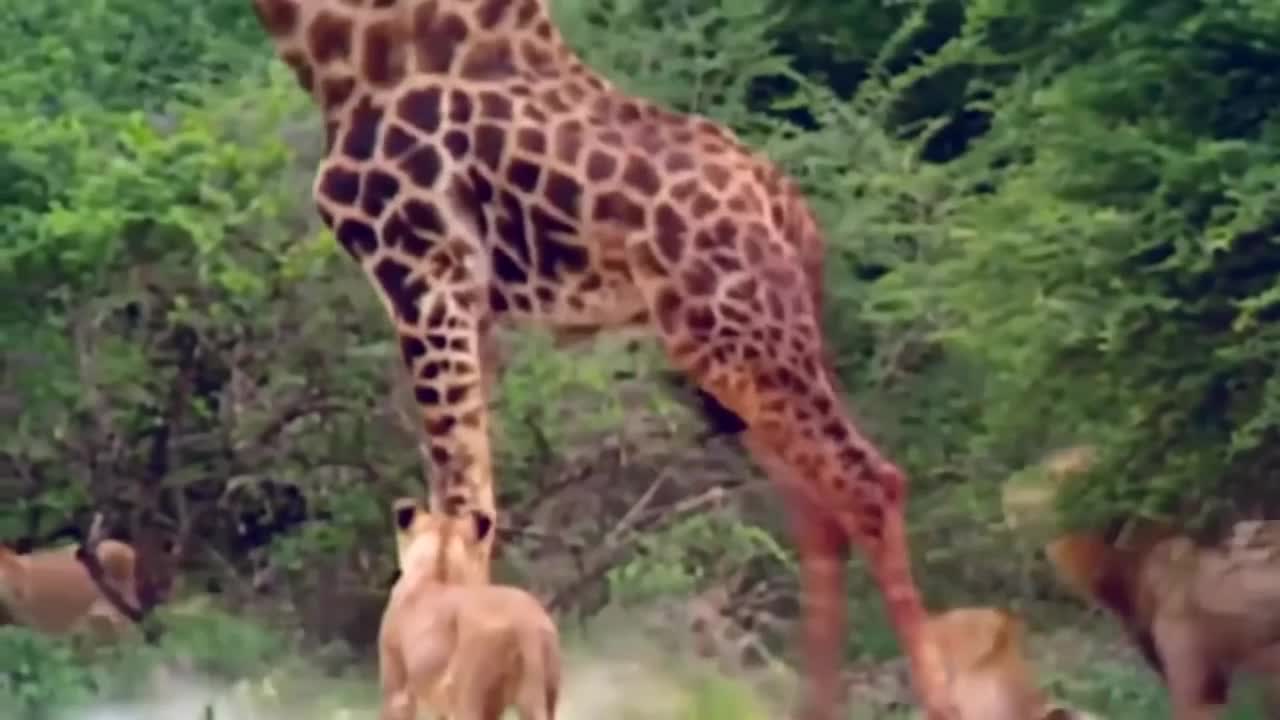 Lion & Giraffe