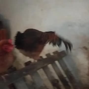 The chickens are going to sleep.