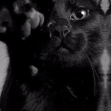 🐶Look, they are very beautiful ,don't you think ? shorts