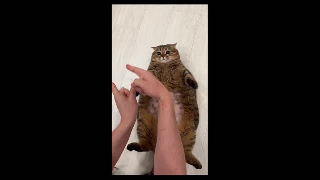 Cute chubby cat named Tusya #2