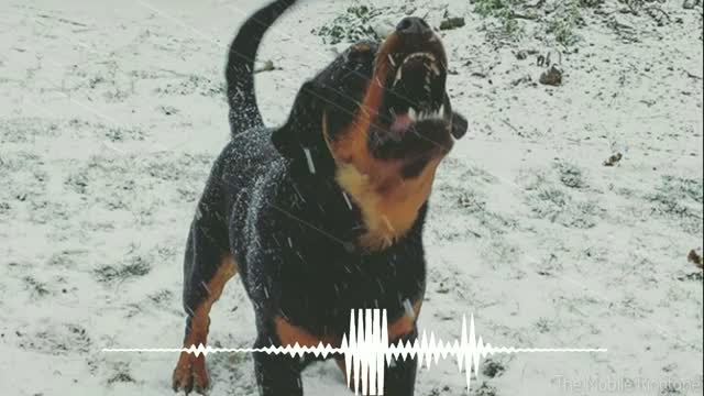 Dog Barking Sound | Dog Sound Effect