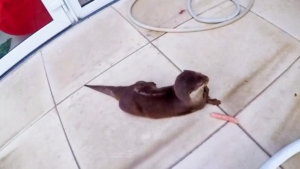 Otter gets angry over HotDog