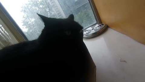 [ASMR]my little cat black(heihei) daily 0710，ping his butt