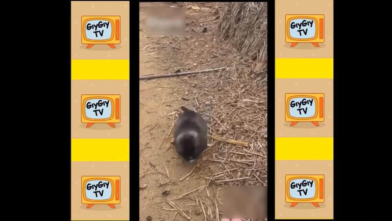 Quick Videos Of Funny And Cute Pets #18