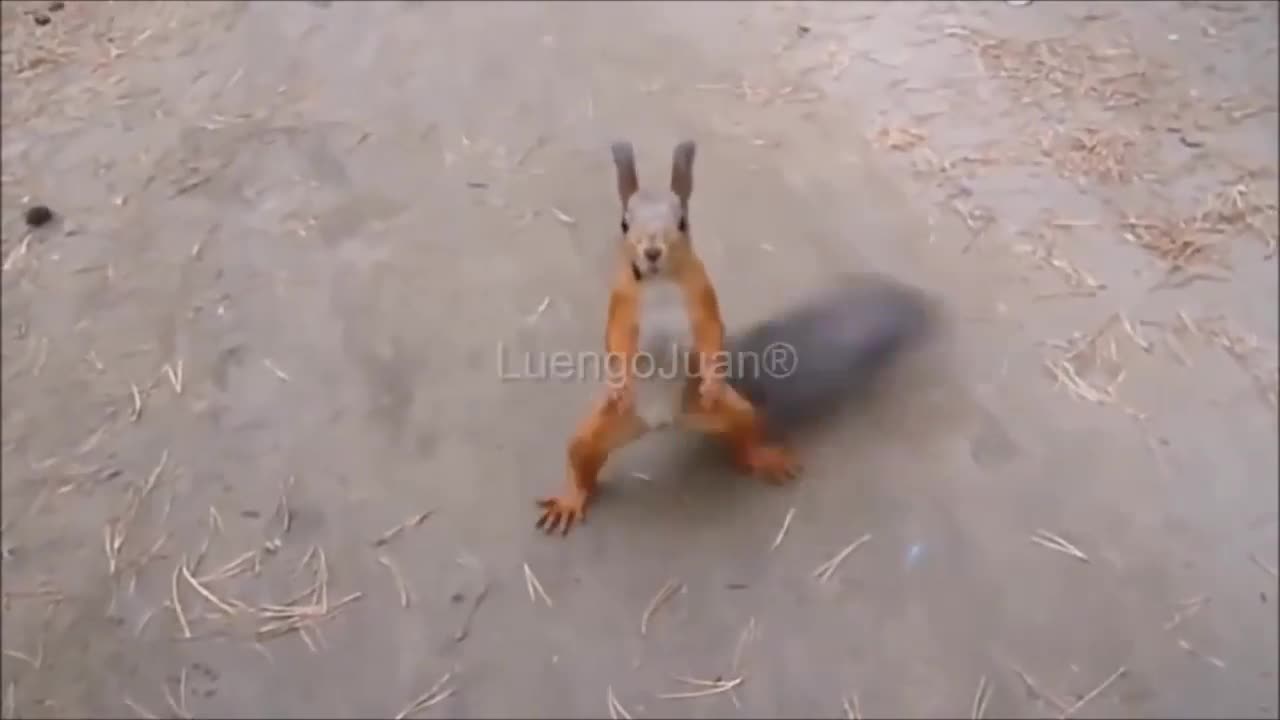 Funny animals short video funny video