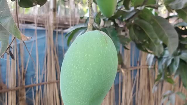 Are you know about Bangladeshi Mango?