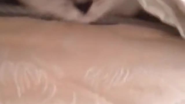 funny cat collection 2022