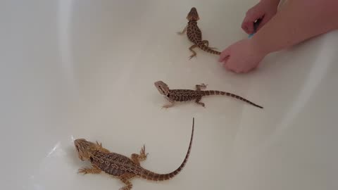 Baby Bearded Dragon Bath Time!