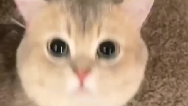 Cute baby cat sound.