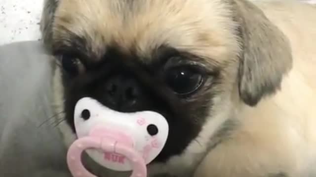 pug biting pacifier