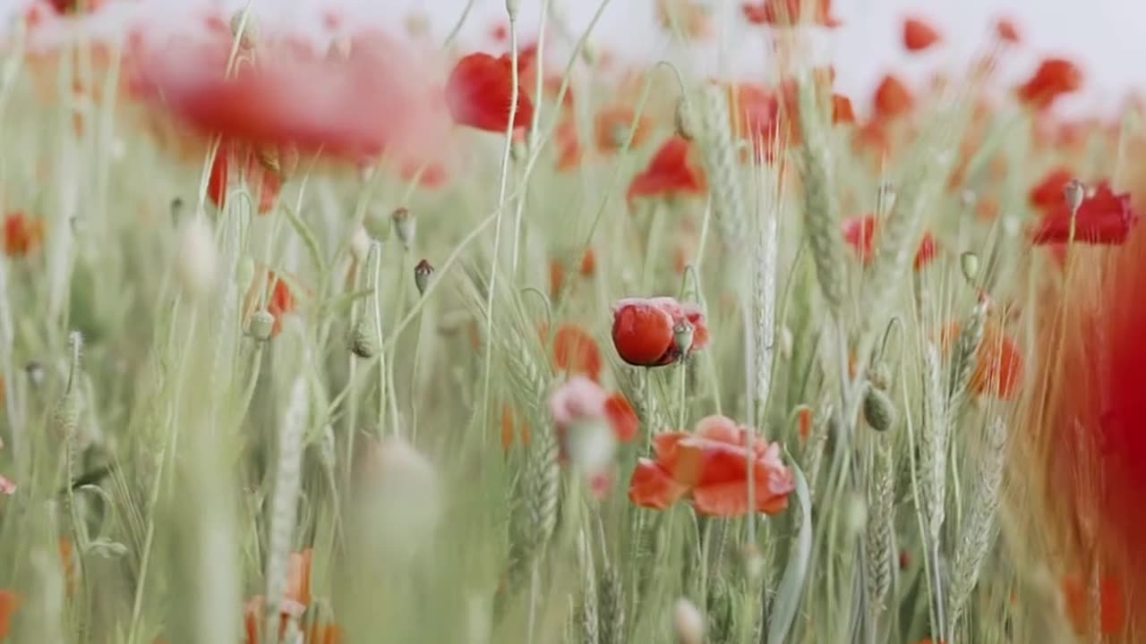 Satisfying Flowers Video