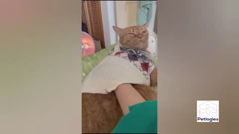 cute pet cute girl