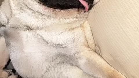 Pug is So Sleepy