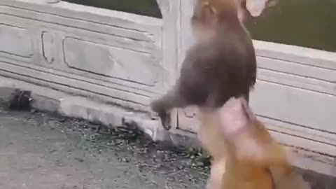 No One Can Stop This Monkey #shorts #shortvideo #video #virals #videoviral