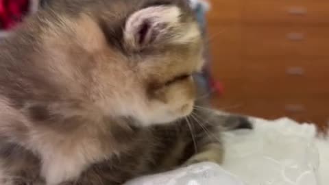 # Cats are adorable