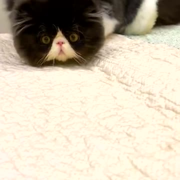 How frightened mice are of cats.